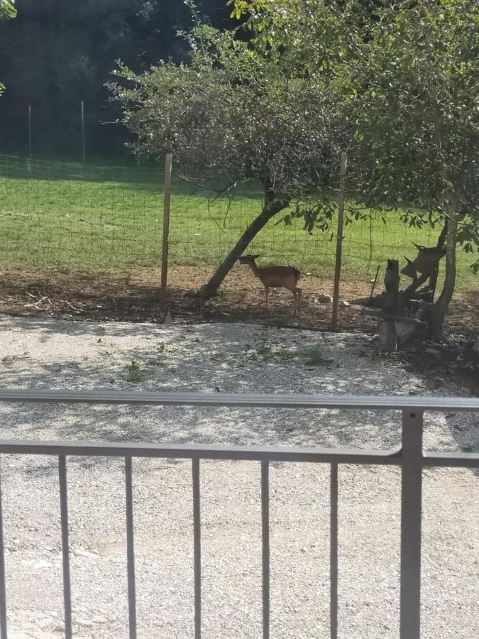Alloggio E Agriturismo De Poanute Faedis Екстер'єр фото